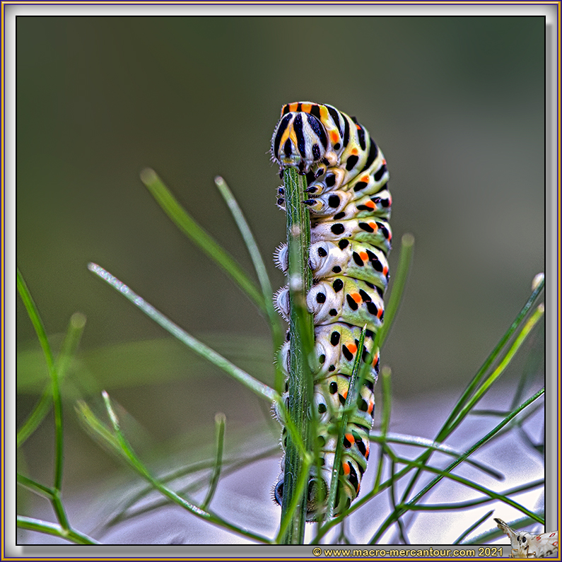 L'art du camouflage en photographie animalière